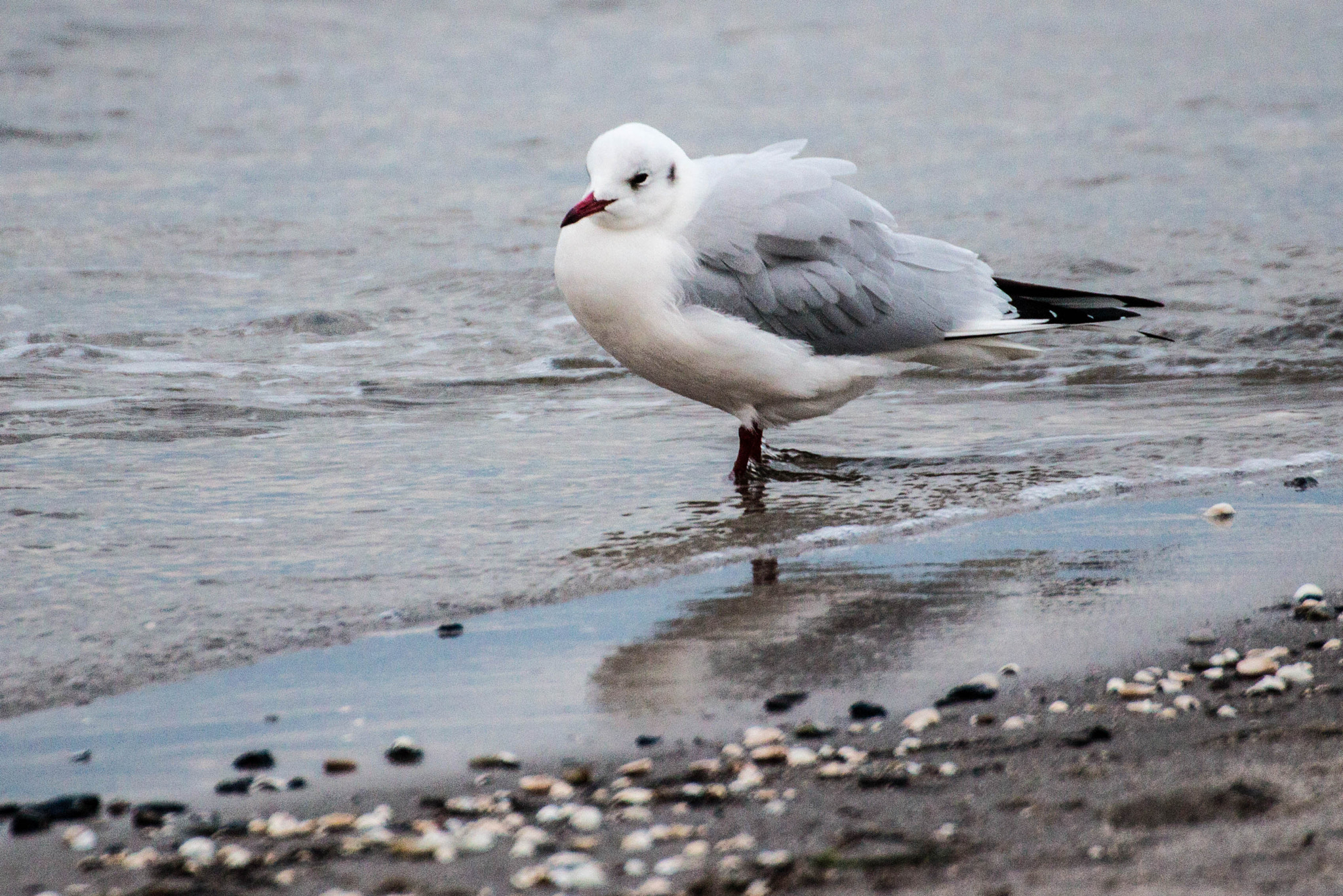 Canon EOS 650D (EOS Rebel T4i / EOS Kiss X6i) sample photo. Möwe am strand photography