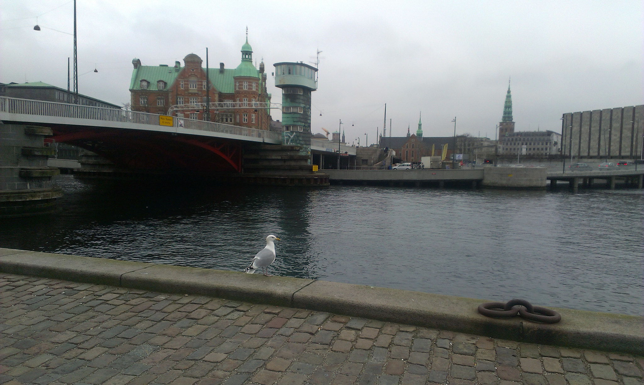 HTC DESIRE 500 sample photo. Seagull photography