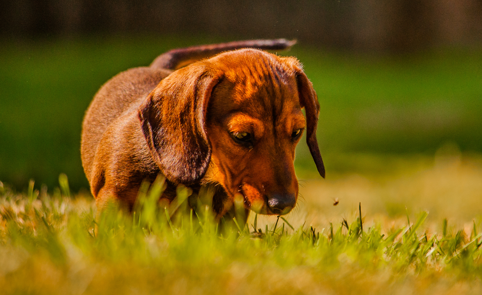 Nikon D5000 sample photo. Dachshund photography