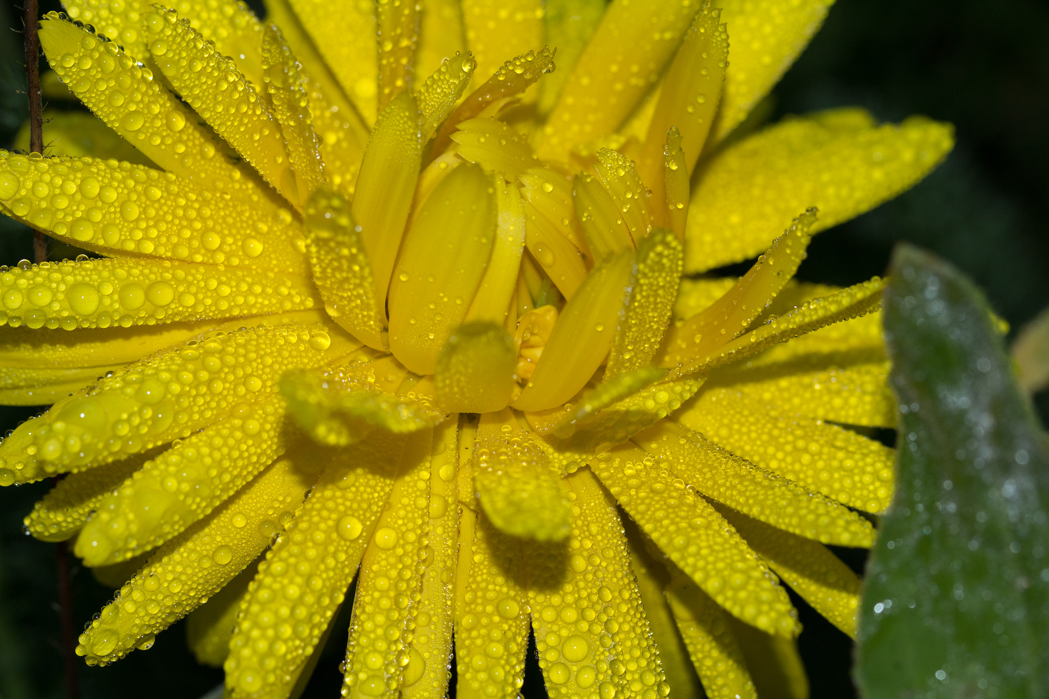 Canon EF 100mm F2.8L Macro IS USM sample photo. Yellow photography