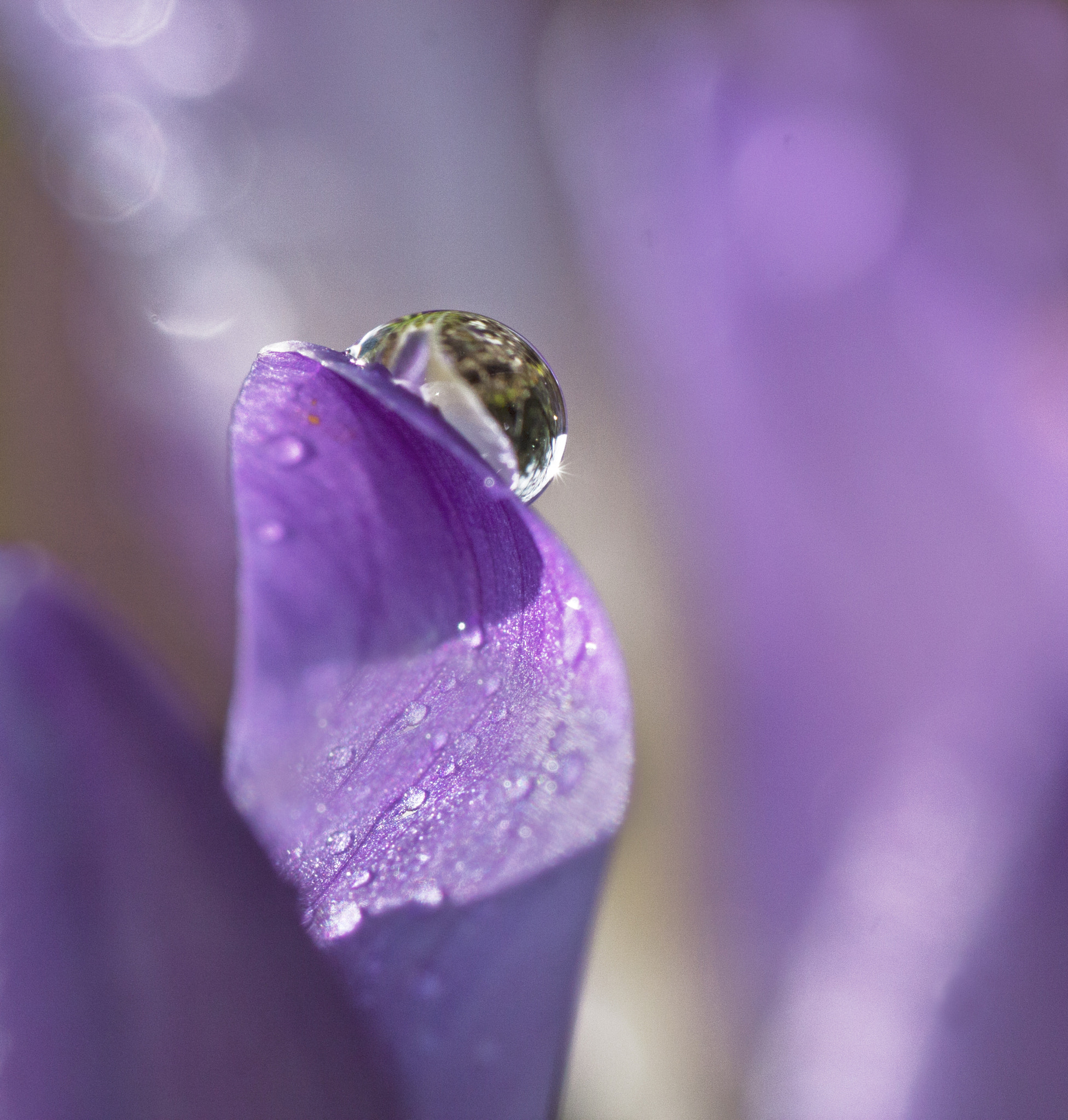 Canon EOS 450D (EOS Rebel XSi / EOS Kiss X2) + Tamron SP AF 90mm F2.8 Di Macro sample photo. Flower&droplet photography