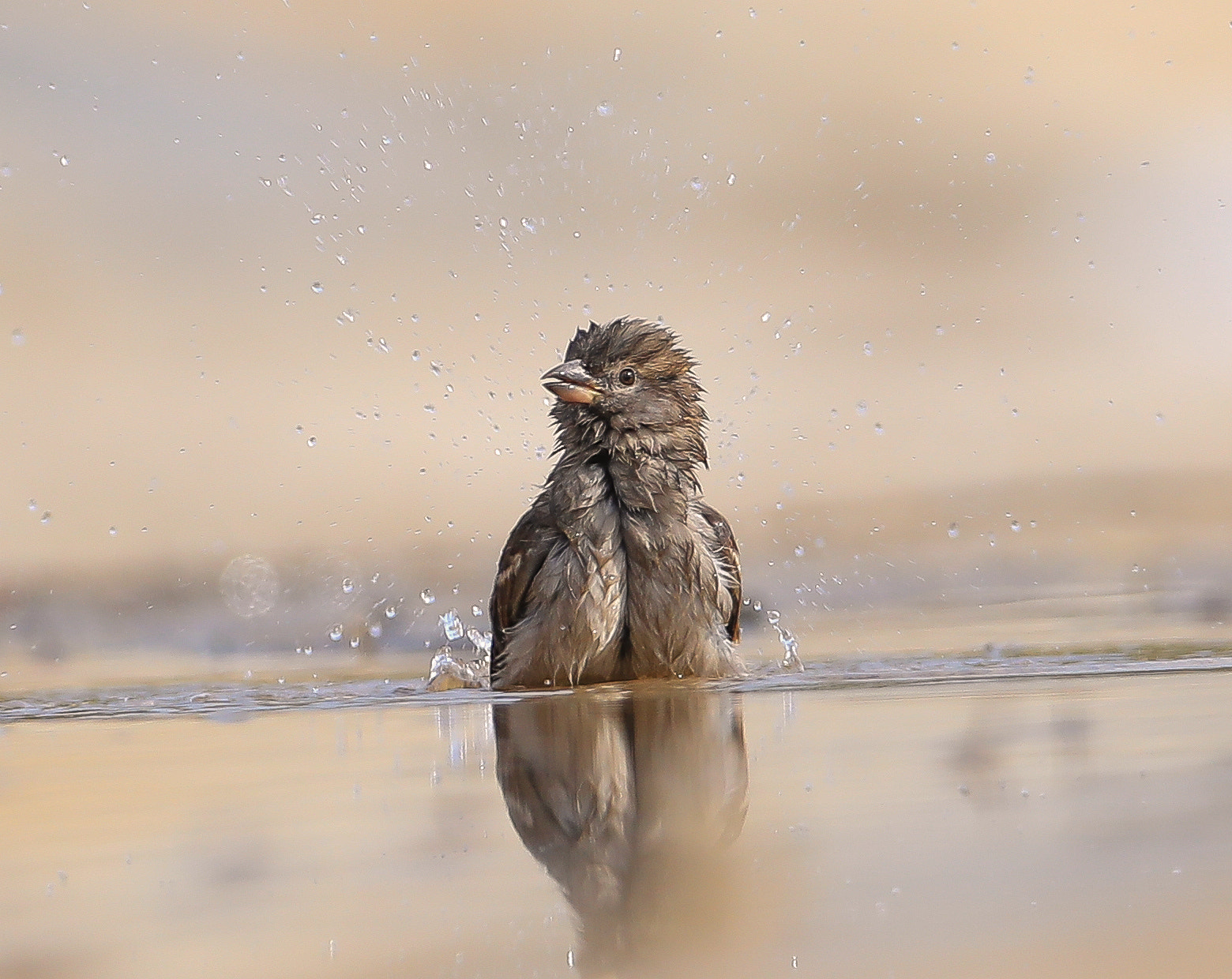 Canon EF 600mm f/4L IS sample photo