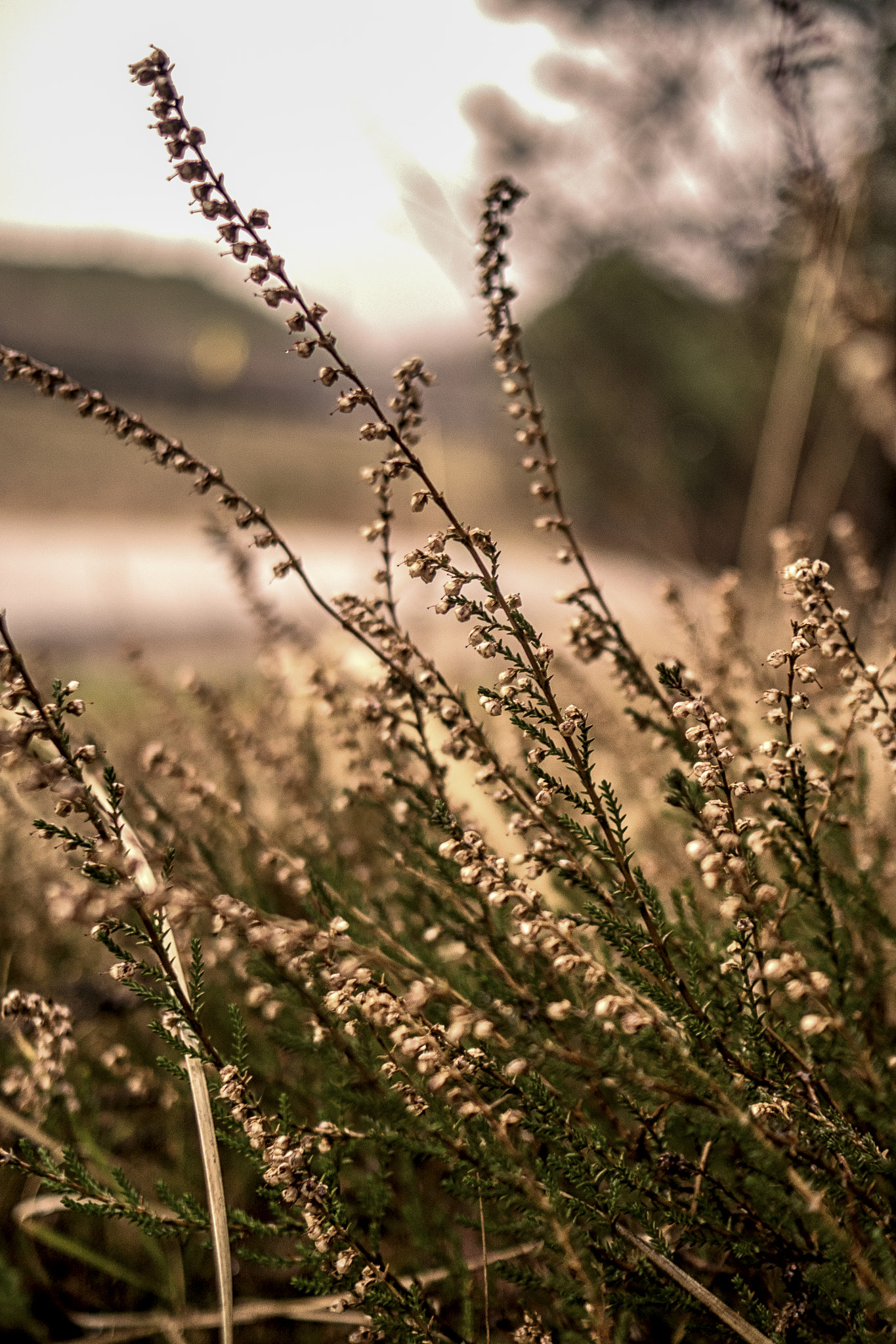 Olympus PEN-F sample photo. Flower photography