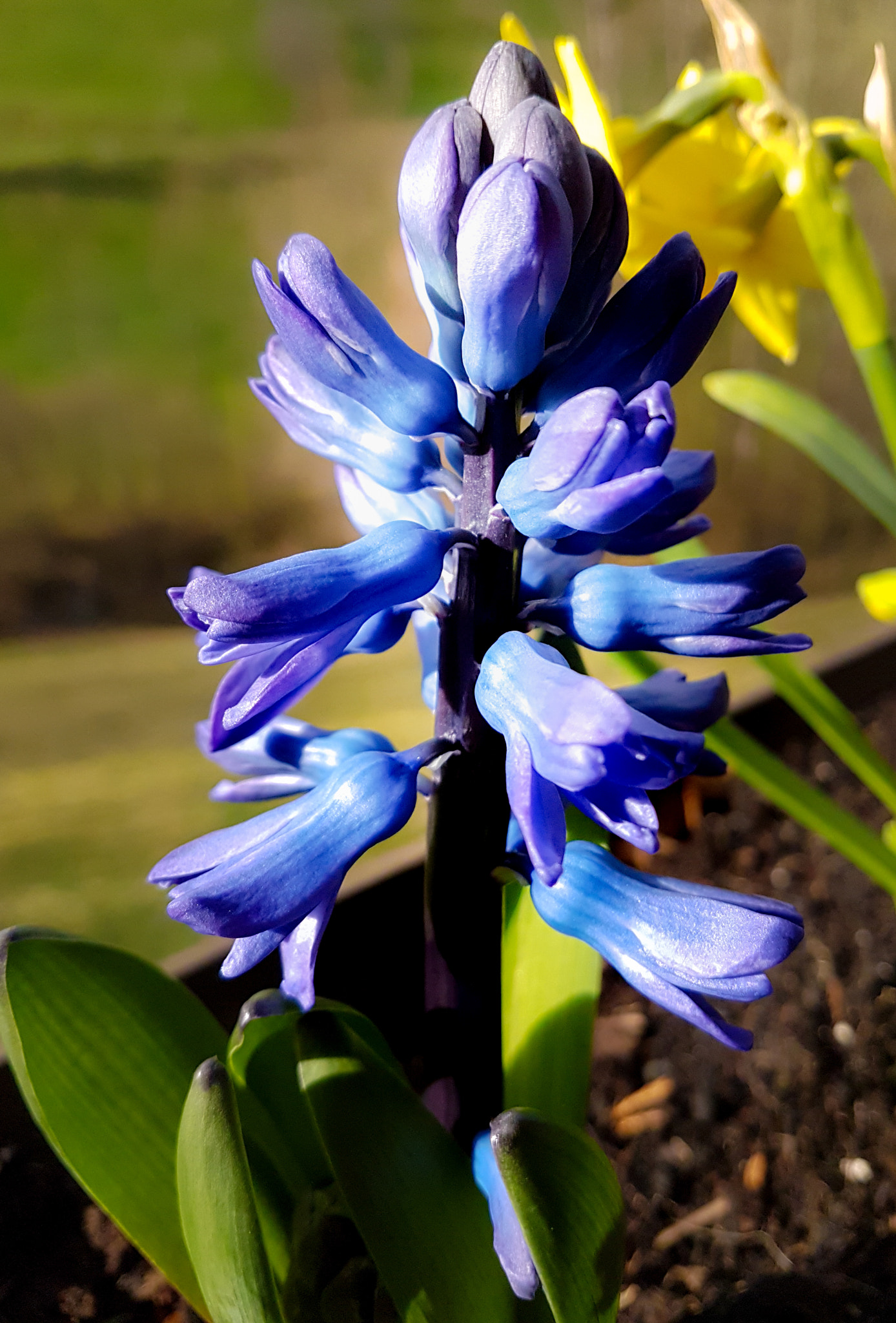 Samsung Galaxy S7 Rear Camera sample photo. Purple flower photography