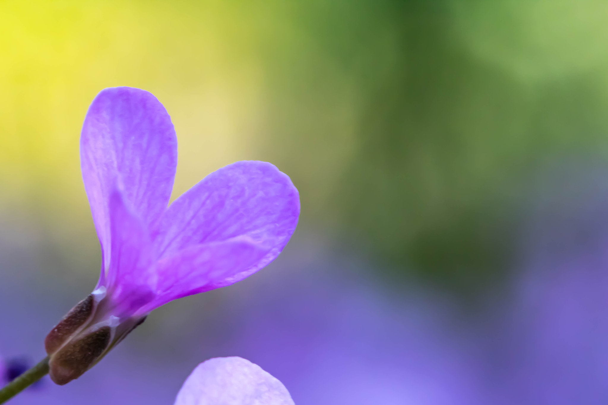 Canon EOS 760D (EOS Rebel T6s / EOS 8000D) + Canon EF 100mm F2.8L Macro IS USM sample photo. The heart of spring photography