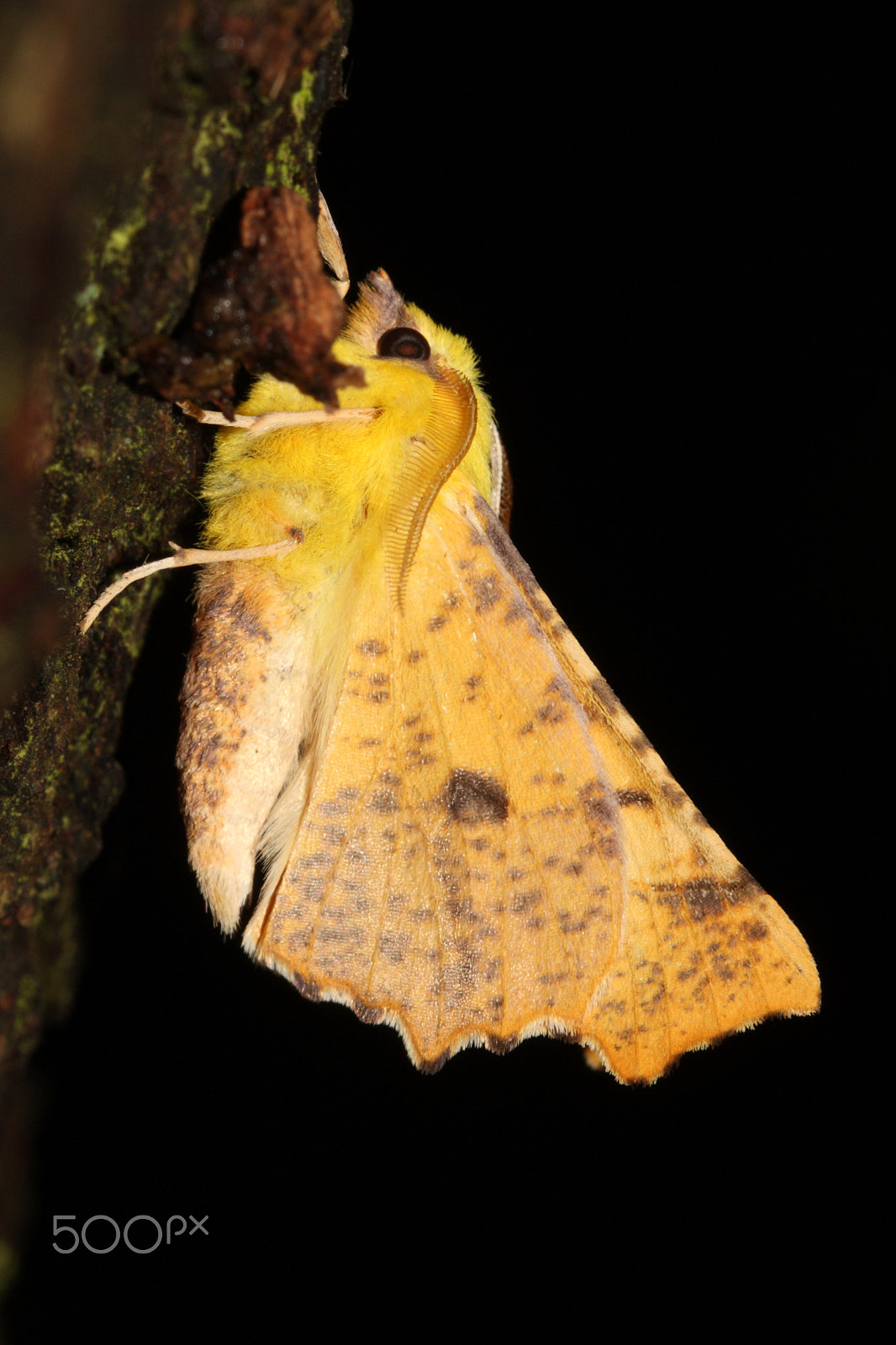 Canon EF 100mm F2.8L Macro IS USM sample photo. Canary-shouldered thorn photography