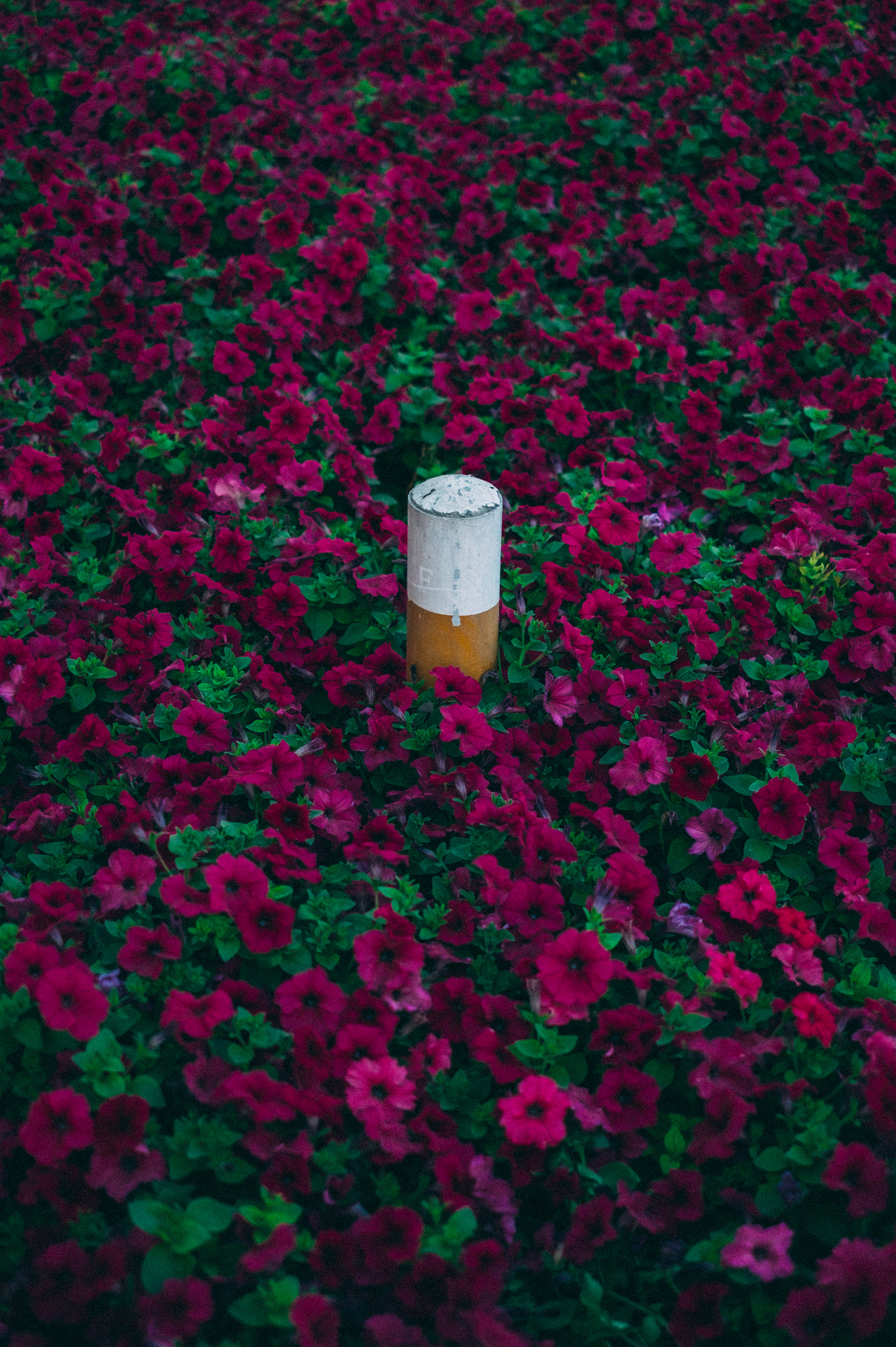 Fujifilm X-Pro1 + Fujifilm XF 35mm F1.4 R sample photo. Abu hail photography