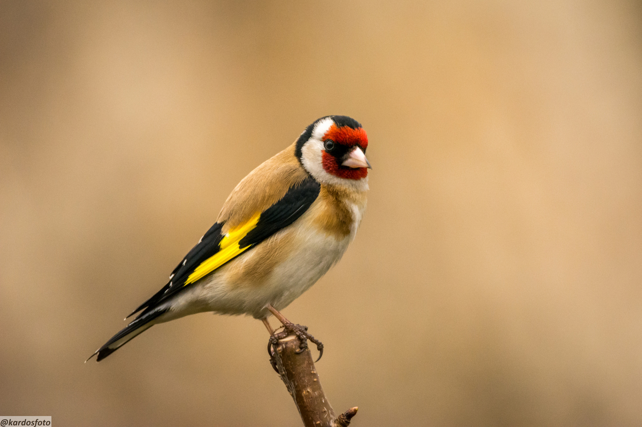 Nikon D5200 + Sigma 150-600mm F5-6.3 DG OS HSM | C sample photo. Bird of the year 2017 photography