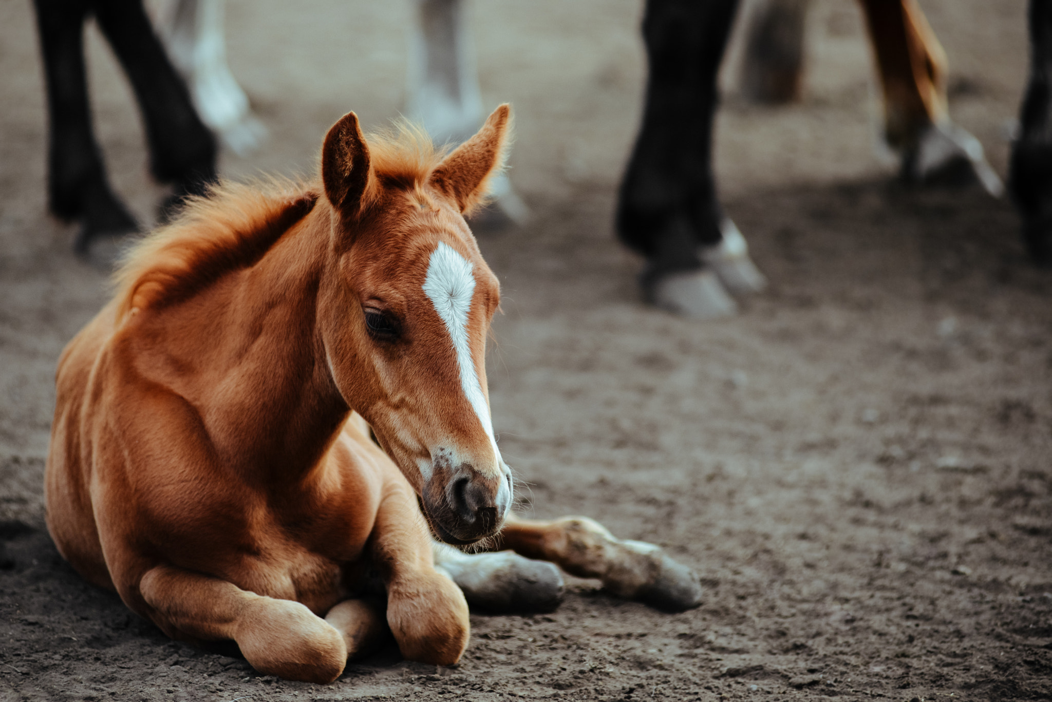Nikon AF-Nikkor 80-200mm F2.8D ED sample photo. Horse breeding photography