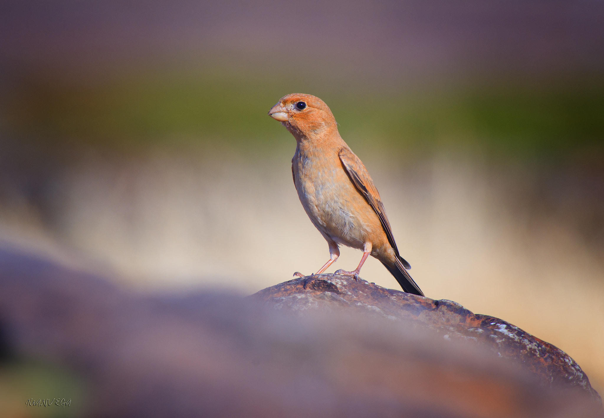 Sony 75-300mm F4.5-5.6 sample photo. Camachuelo photography