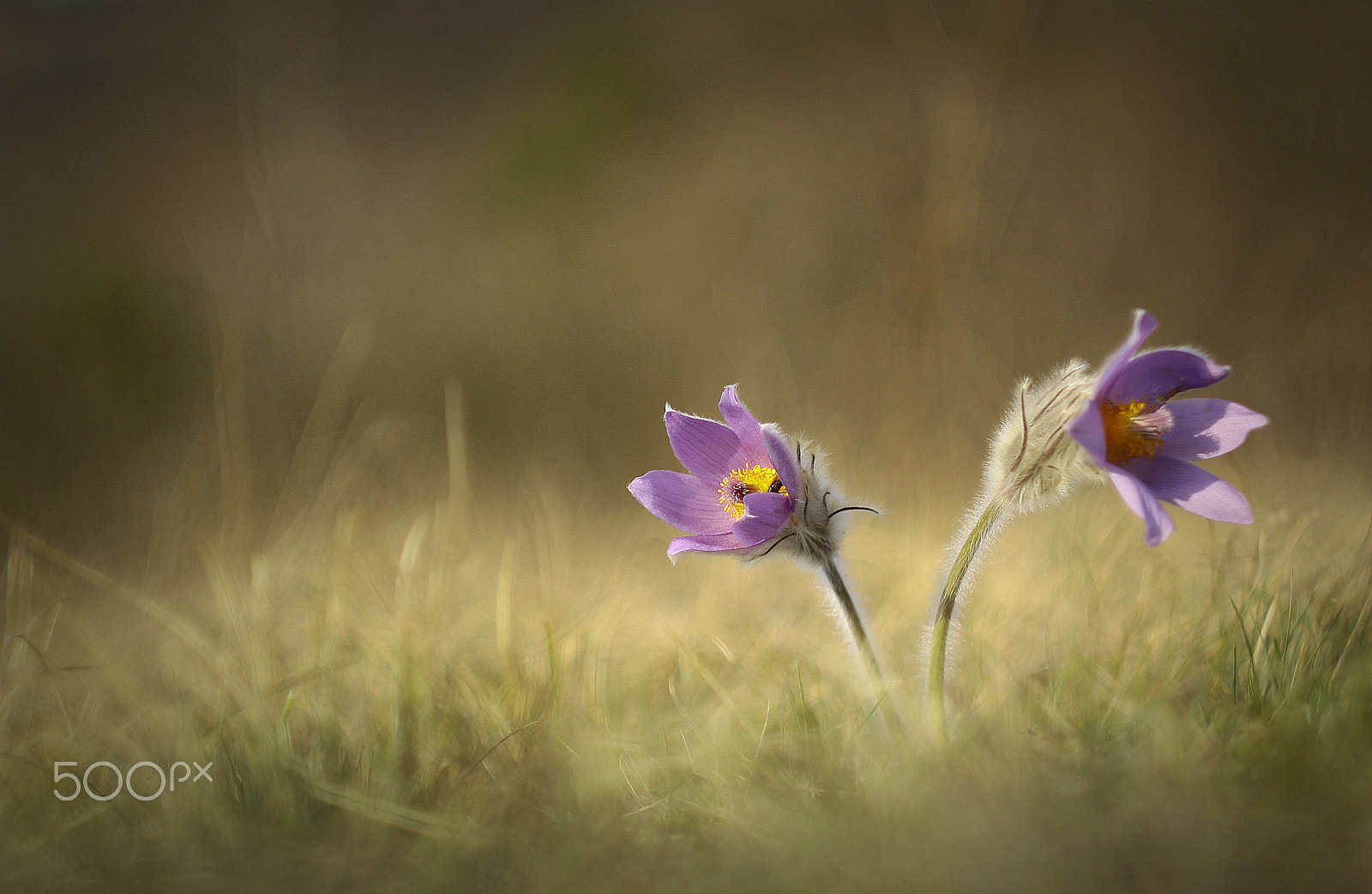 Canon EF 35-80mm f/4-5.6 sample photo. Flower... photography