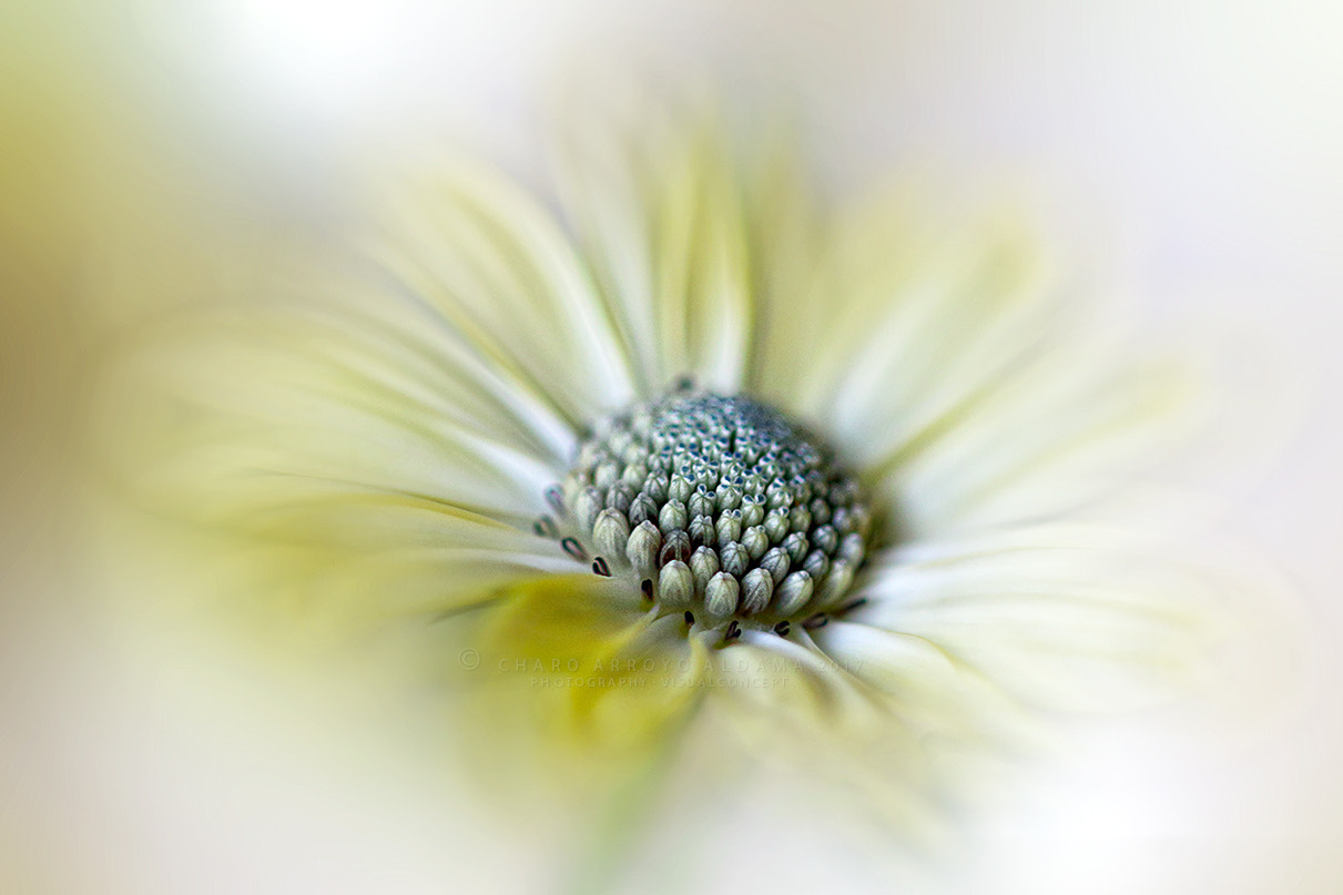 Sigma 105mm F2.8 EX DG OS HSM sample photo. Welcome spring photography
