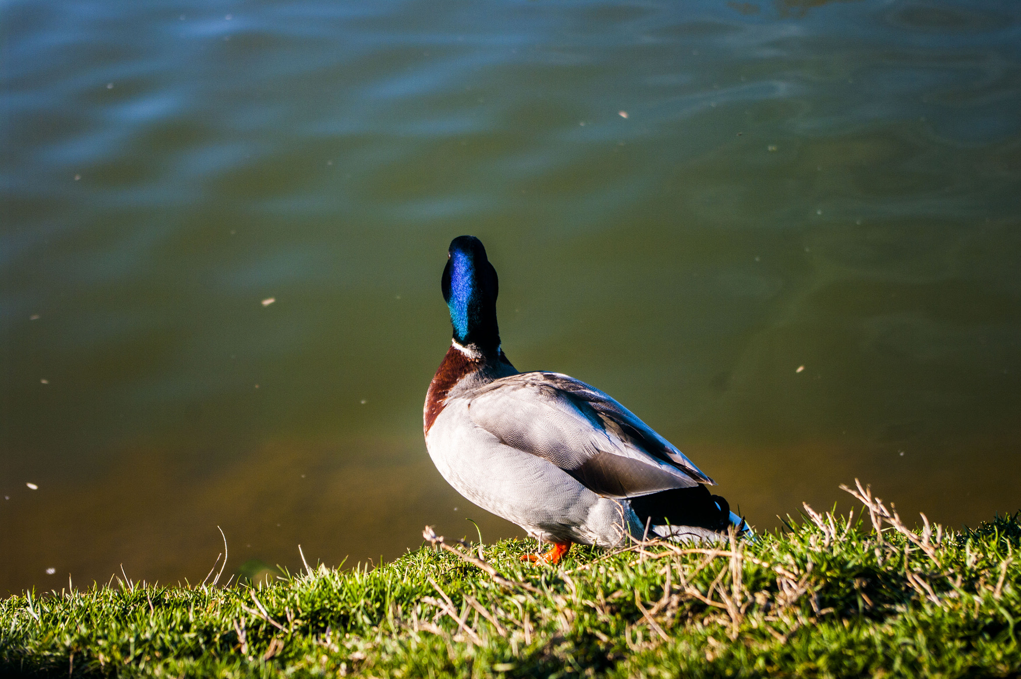 smc PENTAX-DA L 18-55mm F3.5-5.6 sample photo. Greenhead photography