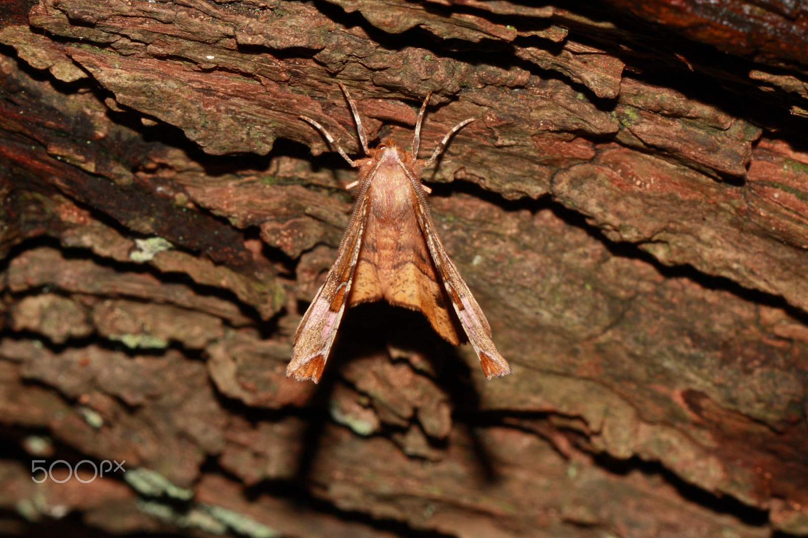 Canon EF 100mm F2.8L Macro IS USM sample photo. Purple thorn photography