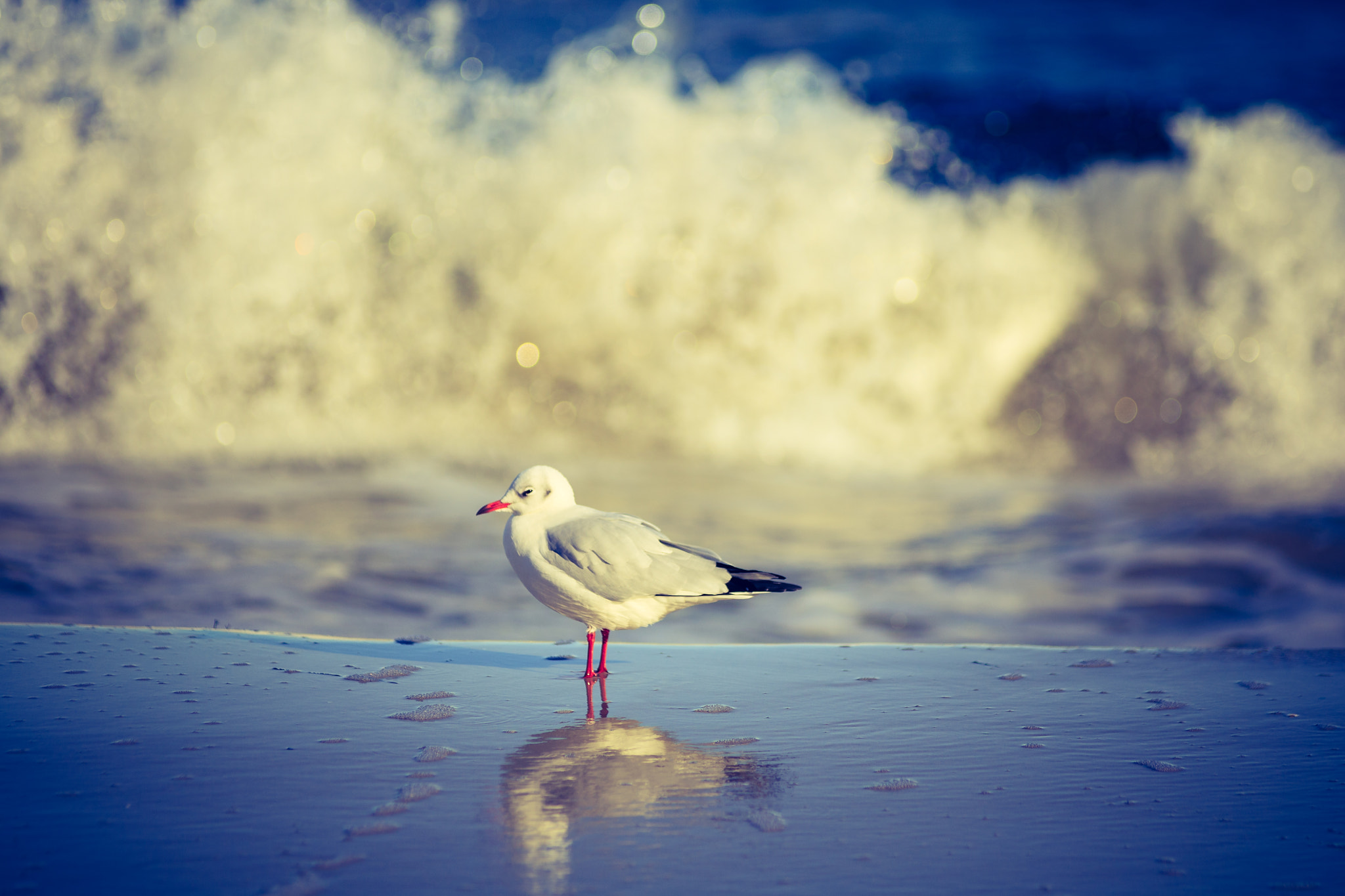 Tamron SP AF 70-200mm F2.8 Di LD (IF) MACRO sample photo. *gull* photography