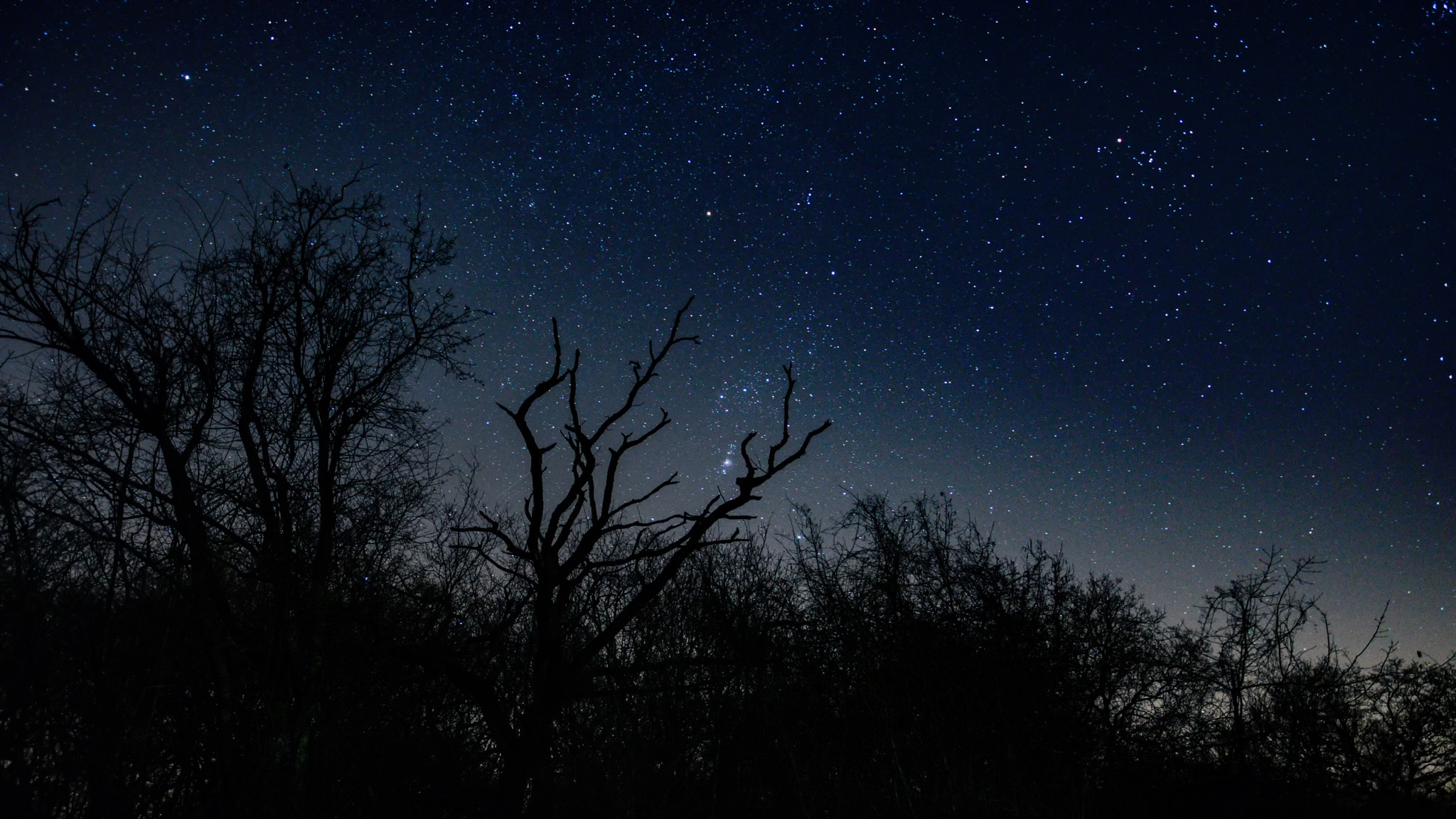 Nikon D7200 + Samyang 16mm F2 ED AS UMC CS sample photo. Orion over the woods photography