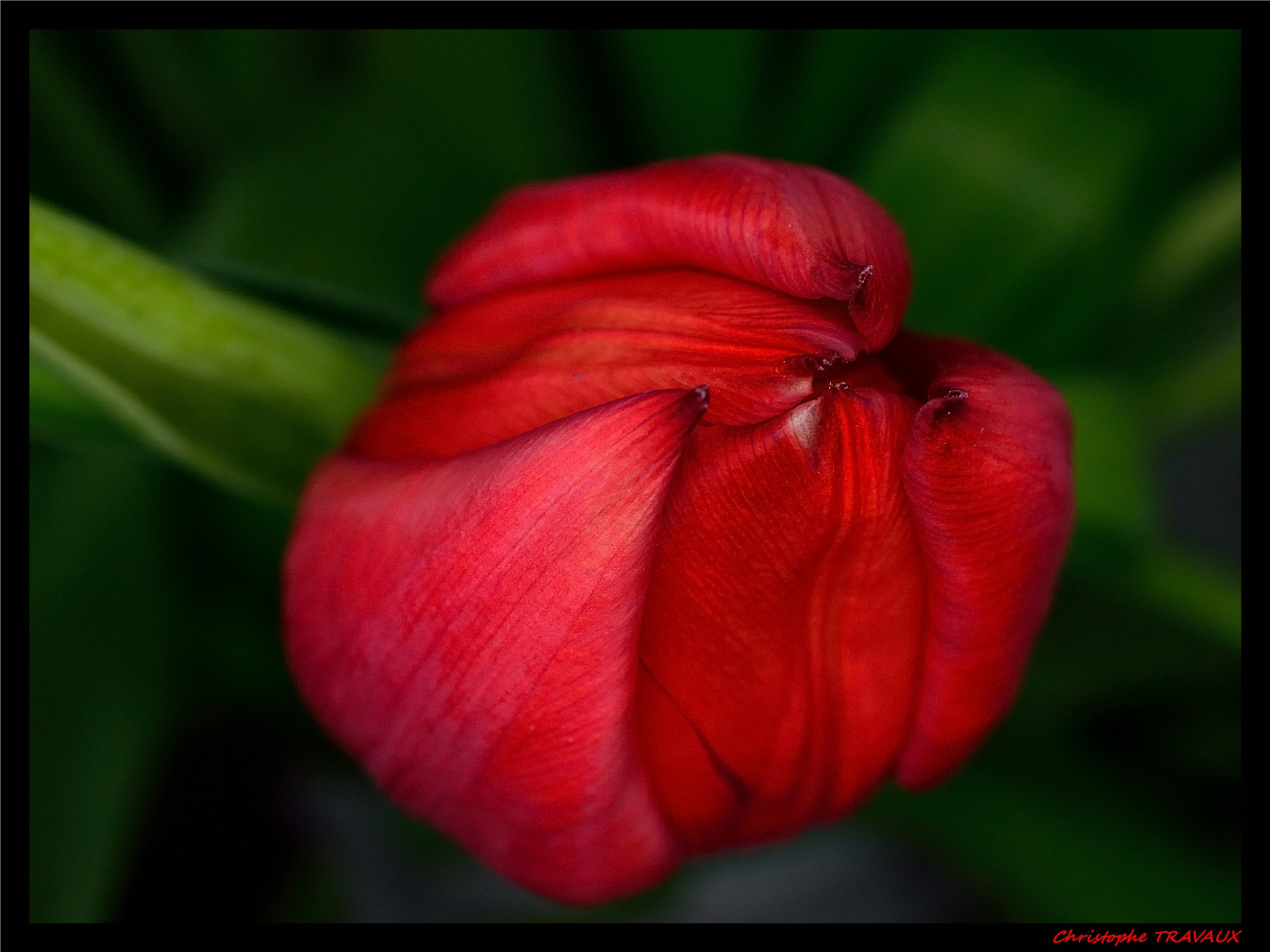 Nikon D5100 sample photo. Tulipes. photography
