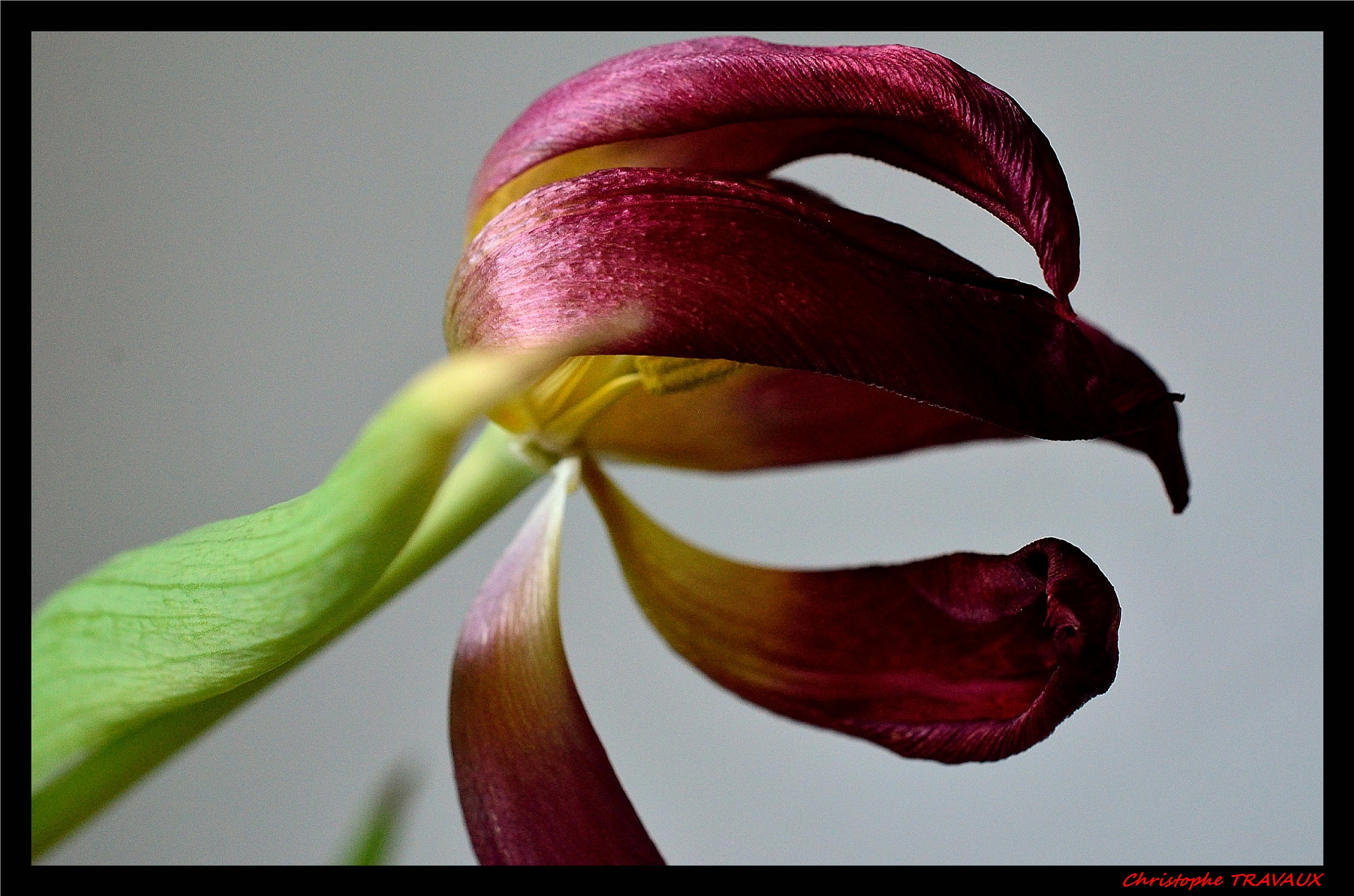 Nikon D5100 sample photo. Tulipes. photography