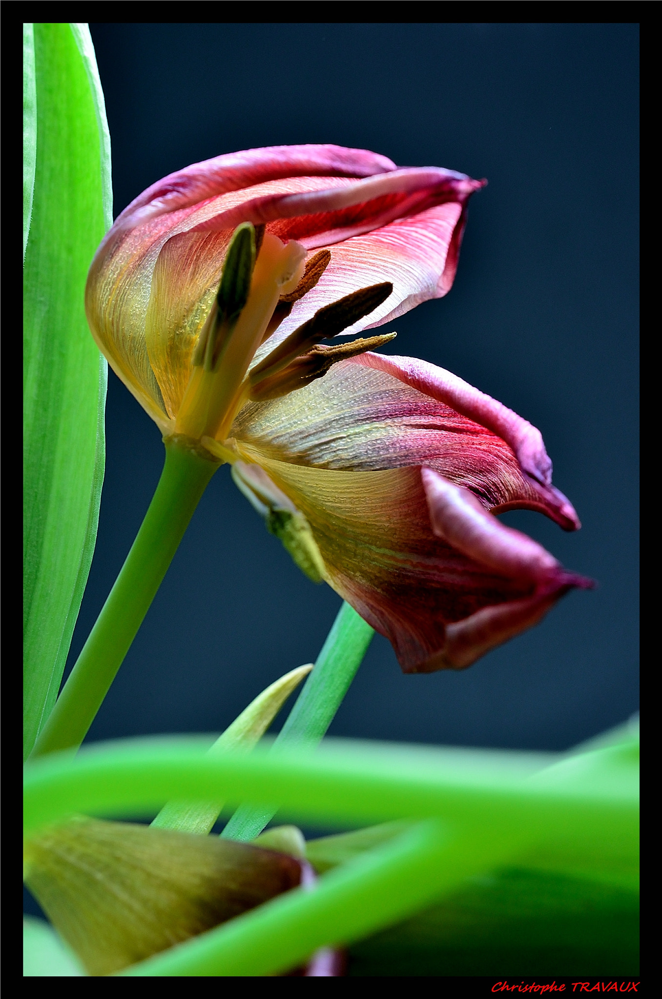 Nikon AF-S DX Micro Nikkor 40mm F2.8 sample photo. Tulipes. photography