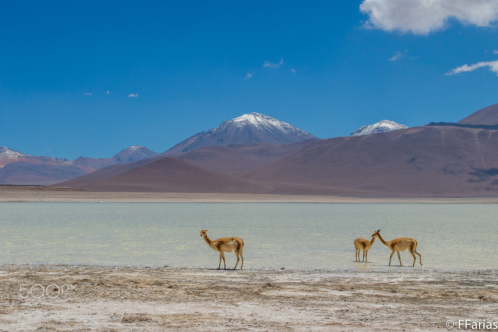 Canon EF 17-40mm F4L USM sample photo. Laguna blanca and vicugnas photography