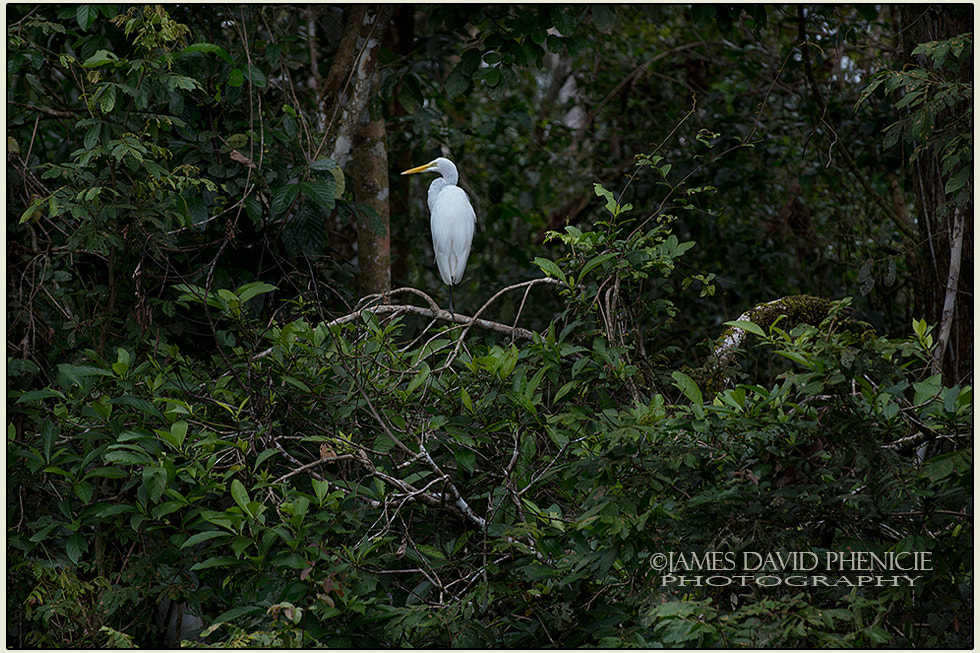 Nikon D500 sample photo. Resting egret photography