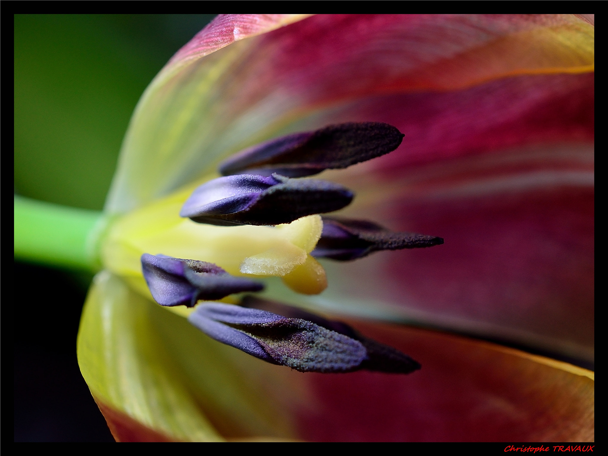 Nikon AF-S DX Micro Nikkor 40mm F2.8 sample photo. Tulipes. photography