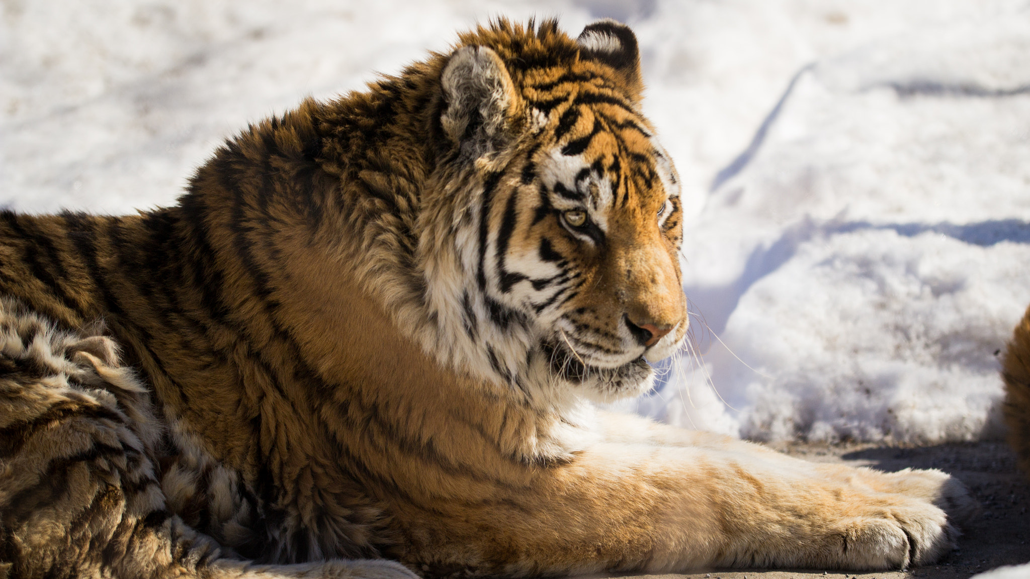 Sigma 50-100mm F1.8 DC HSM Art sample photo. Granby's zoo photography