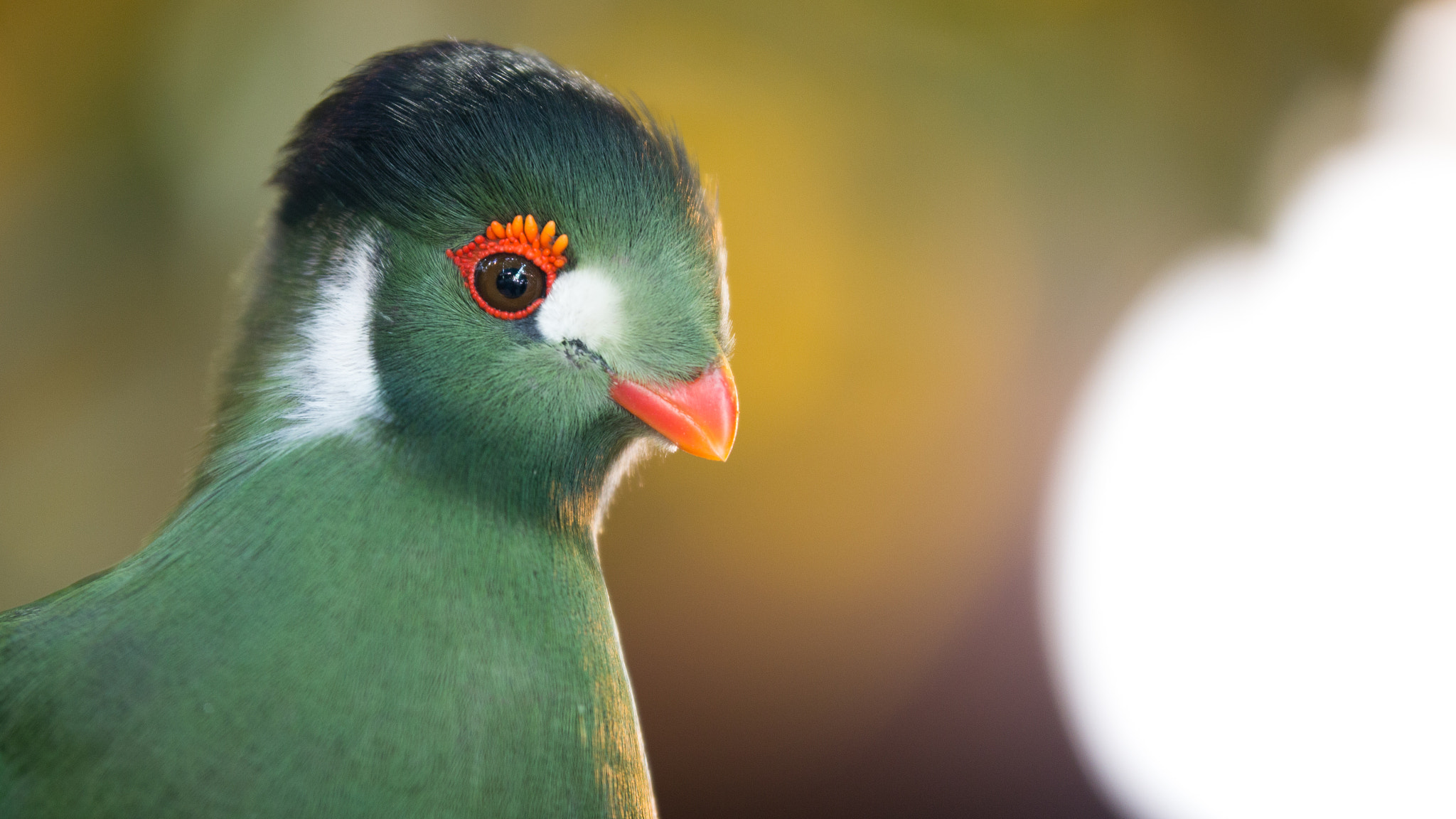 Sigma 50-100mm F1.8 DC HSM Art sample photo. Granby's zoo photography
