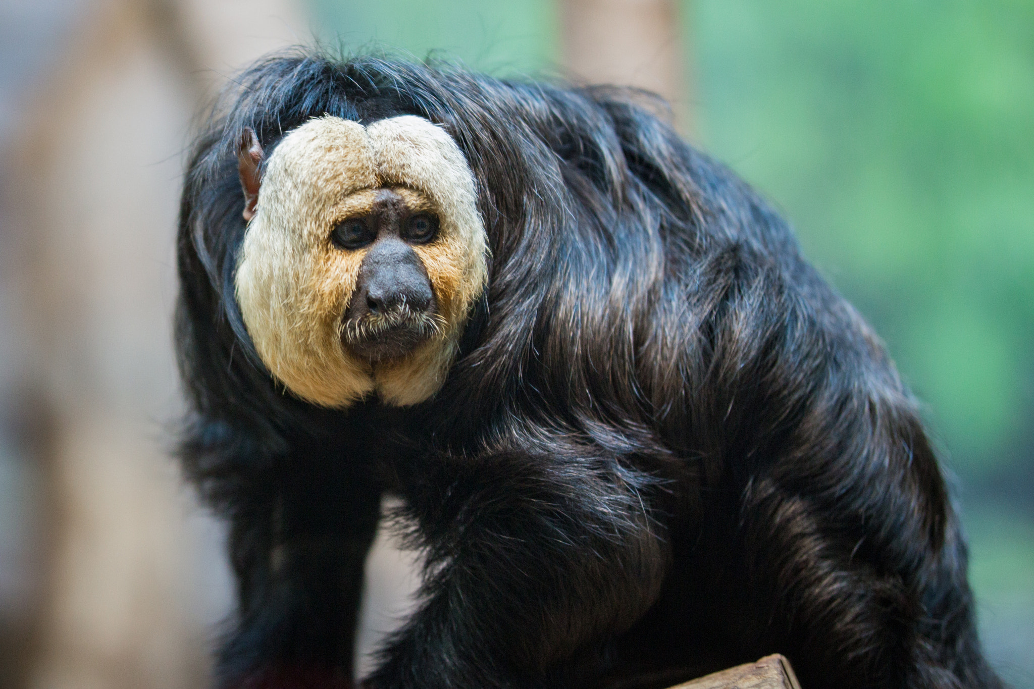 Sigma 50-100mm F1.8 DC HSM Art sample photo. Granby's zoo photography