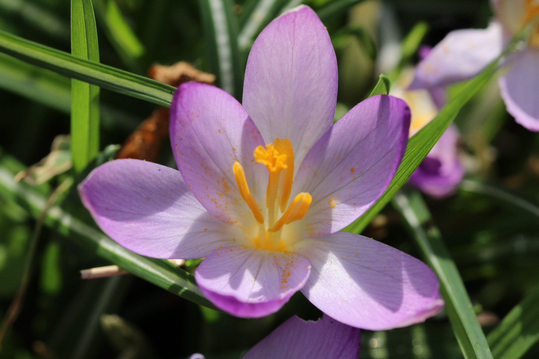 Sigma 105mm F2.8 EX DG OS HSM sample photo. Crocuses beauty photography