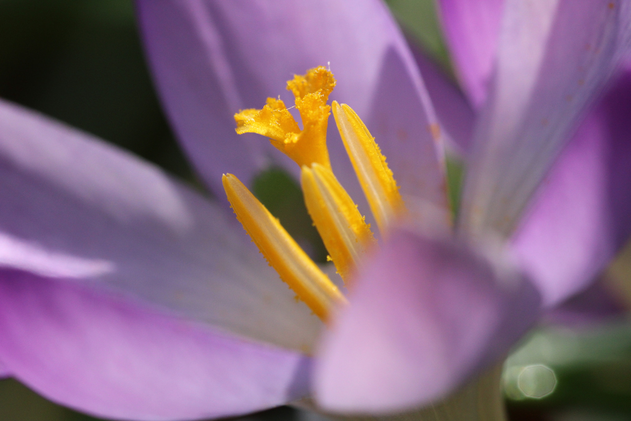 Canon EOS 1300D (EOS Rebel T6 / EOS Kiss X80) + Sigma 105mm F2.8 EX DG OS HSM sample photo. Crocuses beauty photography