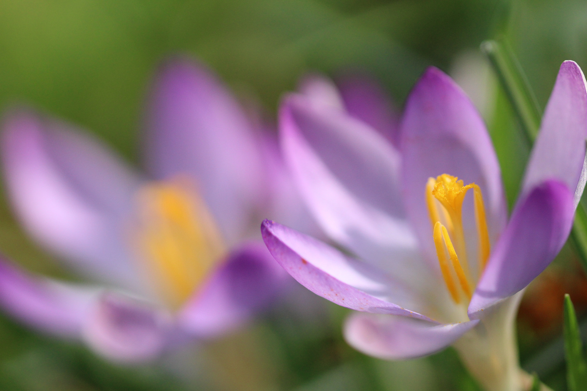 Canon EOS 1300D (EOS Rebel T6 / EOS Kiss X80) + Sigma 105mm F2.8 EX DG OS HSM sample photo. Crocuses beauty photography