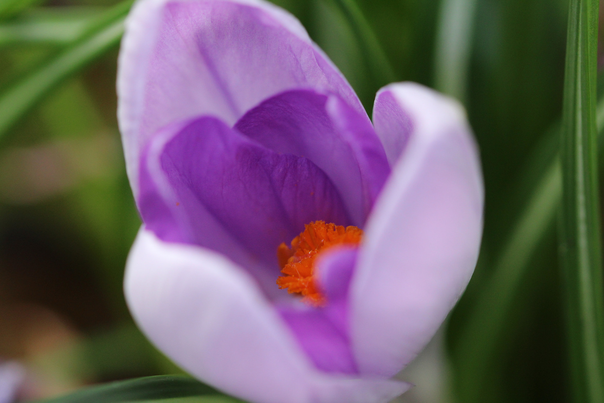Sigma 105mm F2.8 EX DG OS HSM sample photo. Crocuses beauty photography