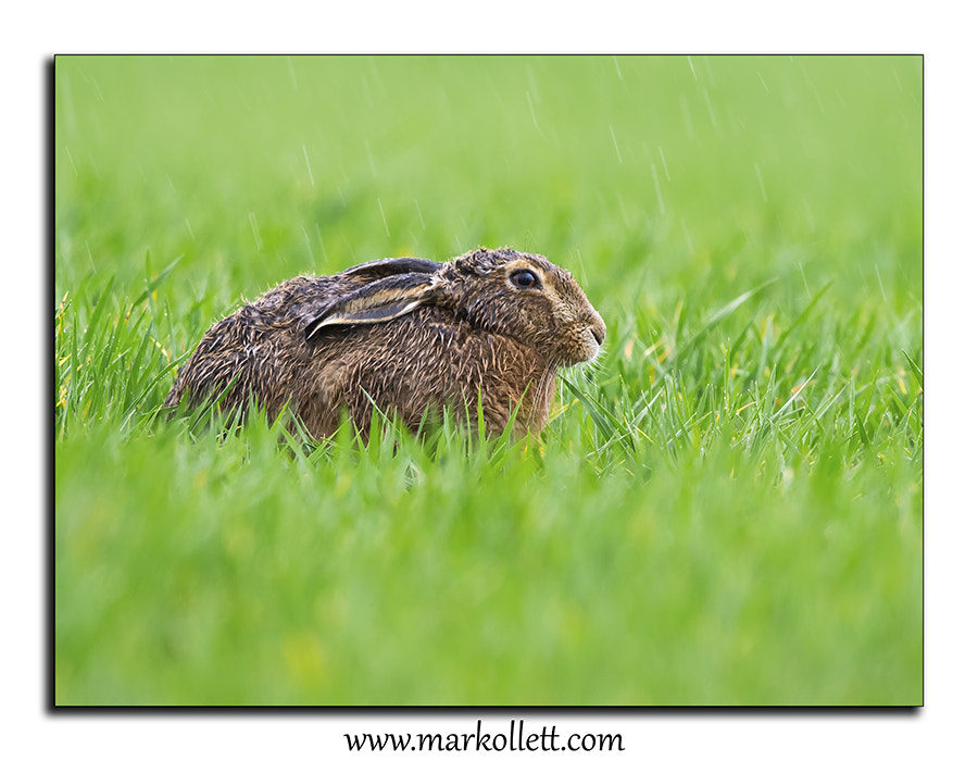 Nikon D5 + Nikon AF-S Nikkor 500mm F4G ED VR sample photo. Hare sitting out the rain storm. uk. photography