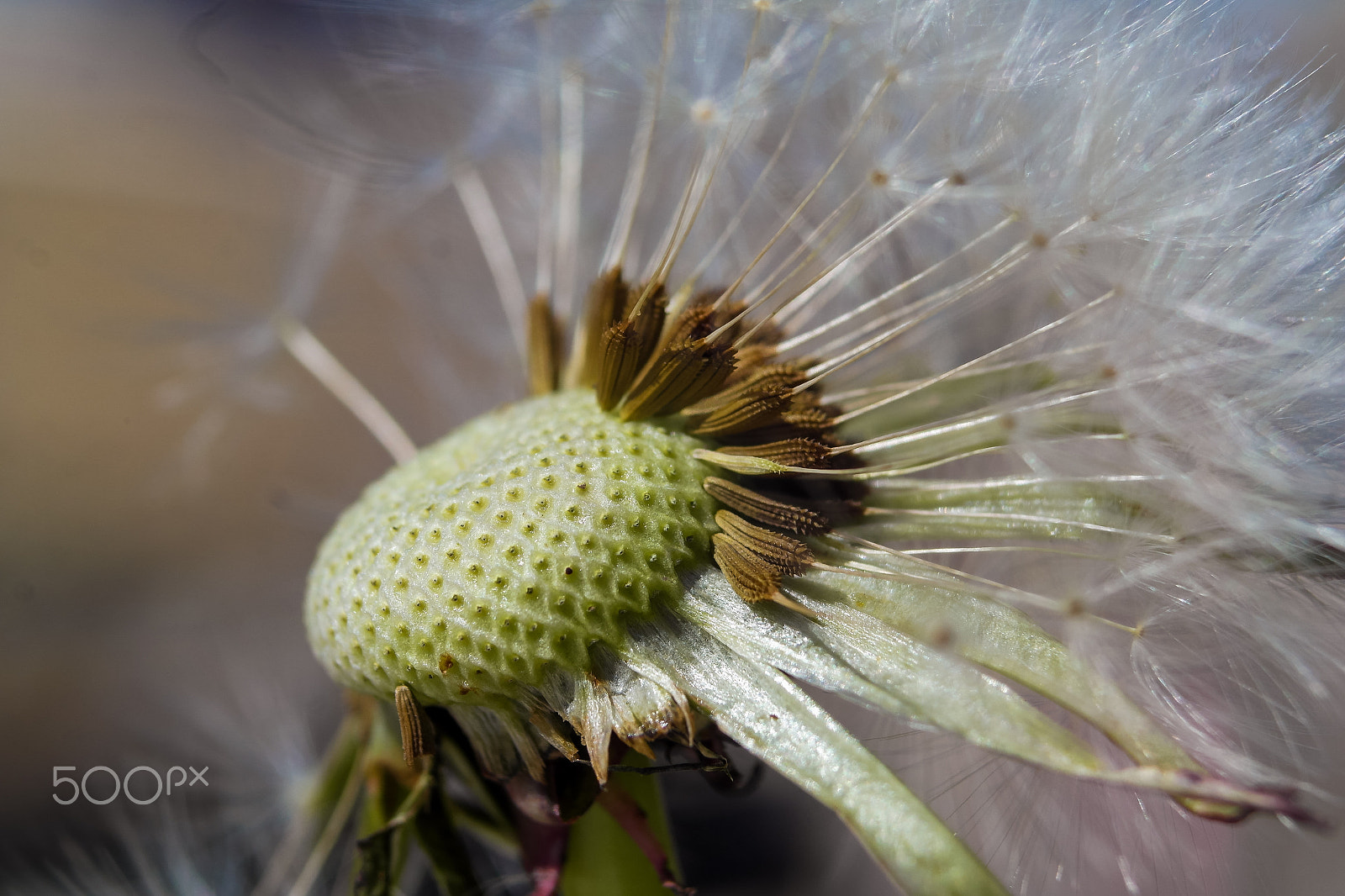 Samsung NX1100 sample photo. Diente de leon photography