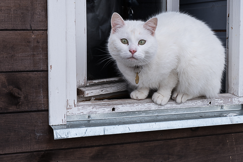 Fujifilm X-T20 + Fujifilm XC 16-50mm F3.5-5.6 OIS II sample photo. Кошка photography