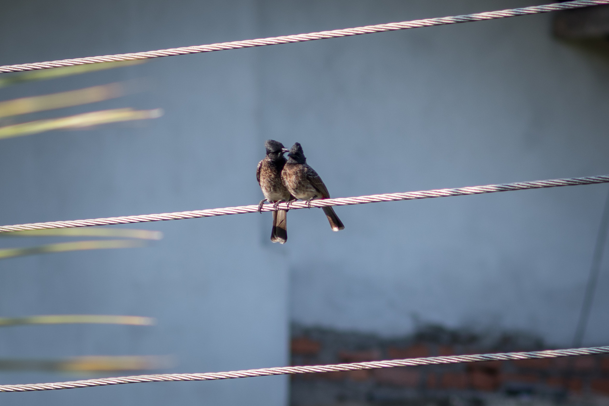 Pentax K-1 + smc PENTAX-FA 135mm F2.8 [IF] sample photo. Tropical birds photography