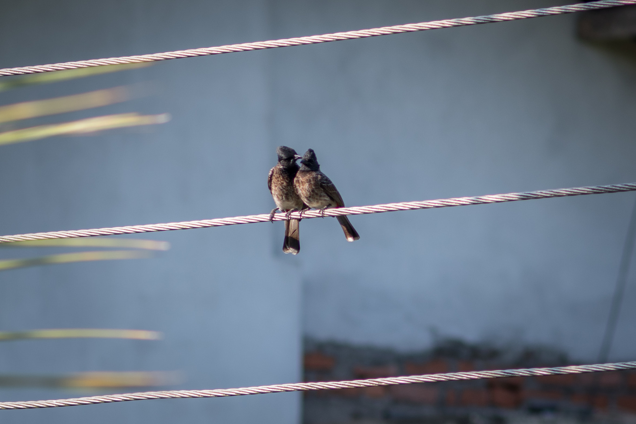 Pentax K-1 sample photo. Tropical birds photography