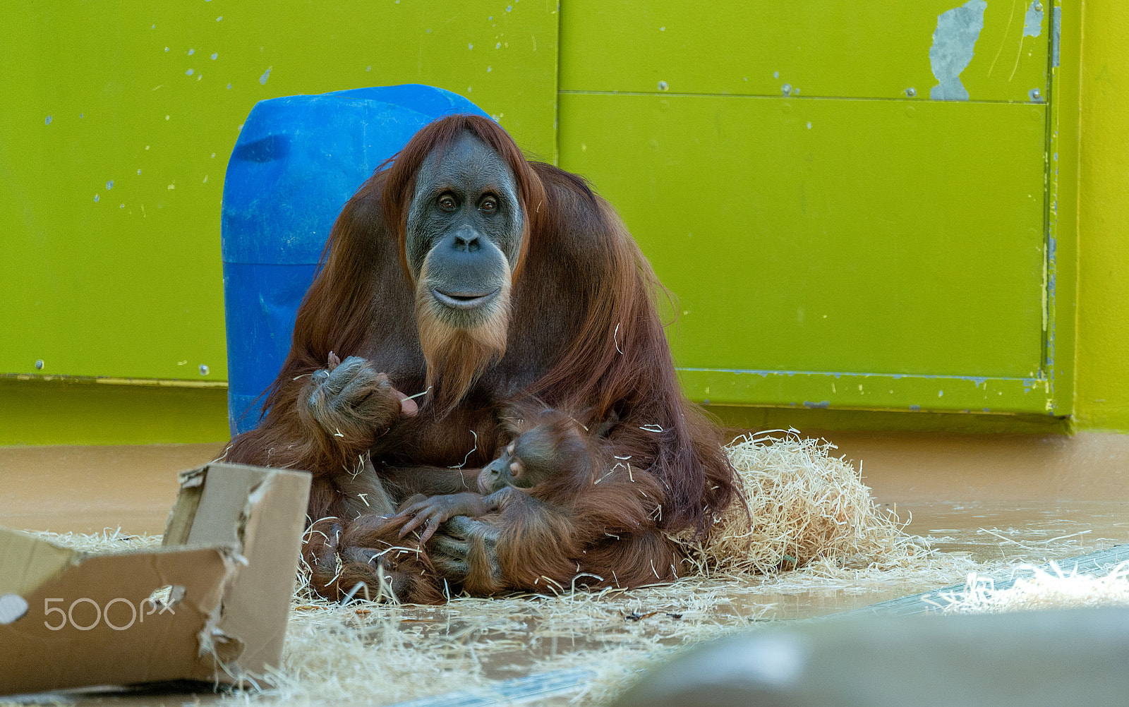Sony FE 70-300mm F4.5-5.6 G OSS sample photo. Orang utan with baby photography