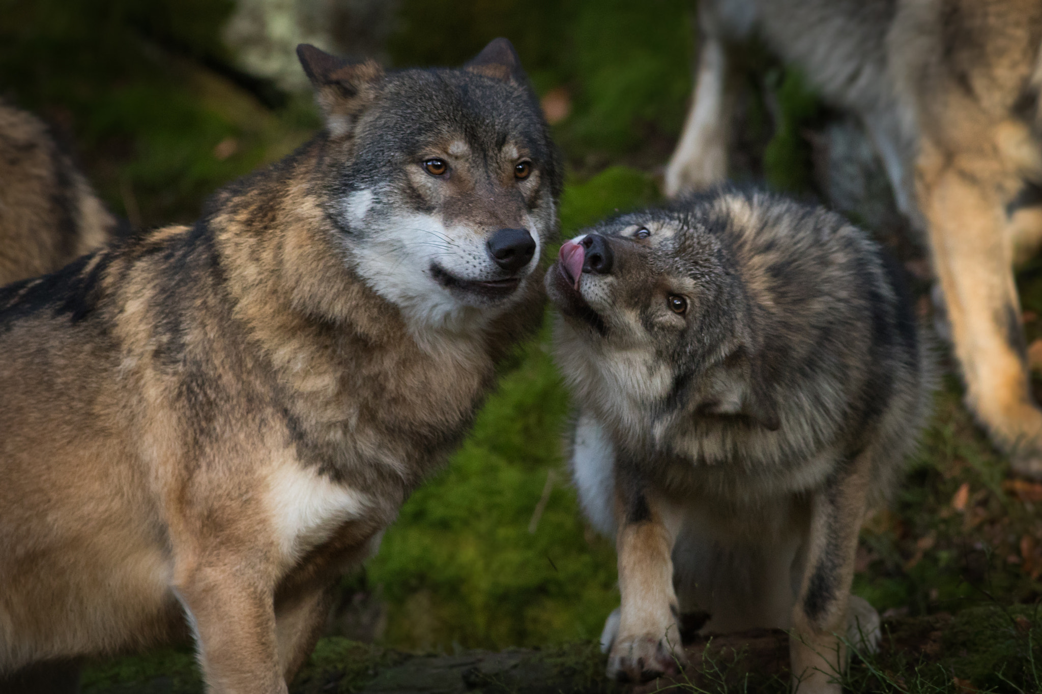 Canon EOS 5D Mark IV + Canon EF 400mm F5.6L USM sample photo. Wolf photography