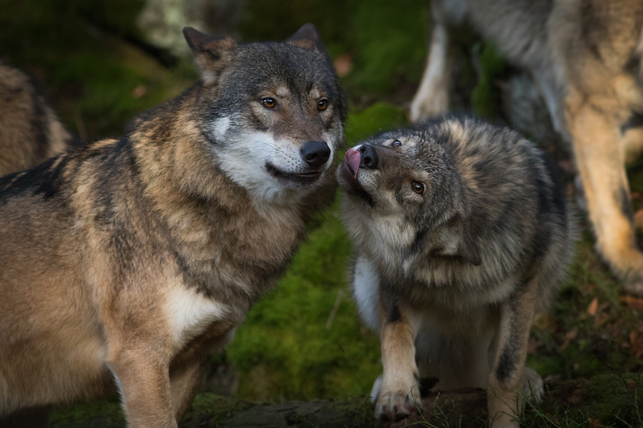 Canon EF 400mm F5.6L USM sample photo. Wolf photography