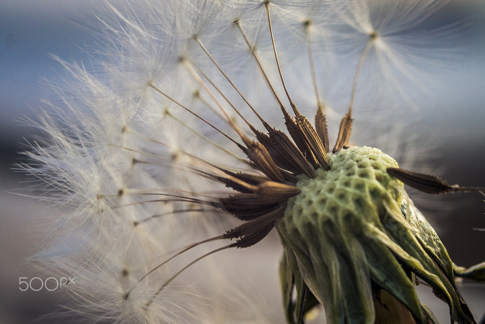 Samsung NX1100 sample photo. Diente de leon photography