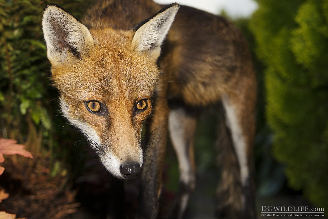 Canon EOS-1D X sample photo. Our neighbour photography