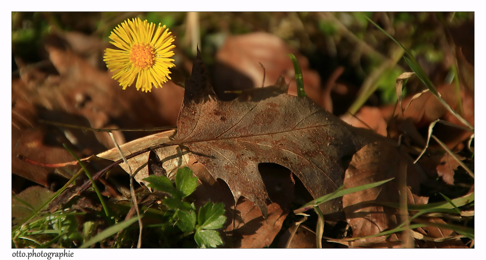 Canon EOS 750D (EOS Rebel T6i / EOS Kiss X8i) + Sigma 18-250mm F3.5-6.3 DC OS HSM sample photo. Spring in the forest photography