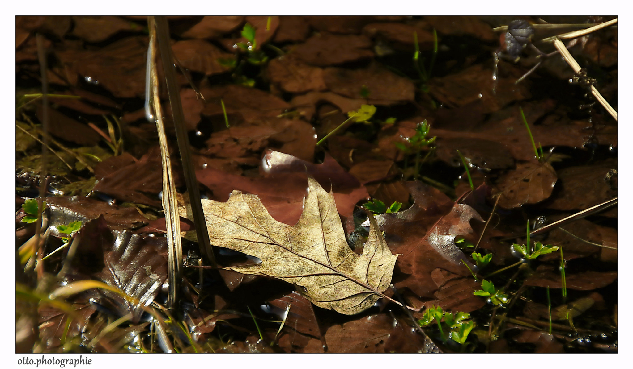 Sigma 18-250mm F3.5-6.3 DC OS HSM sample photo. Spring in the forest photography
