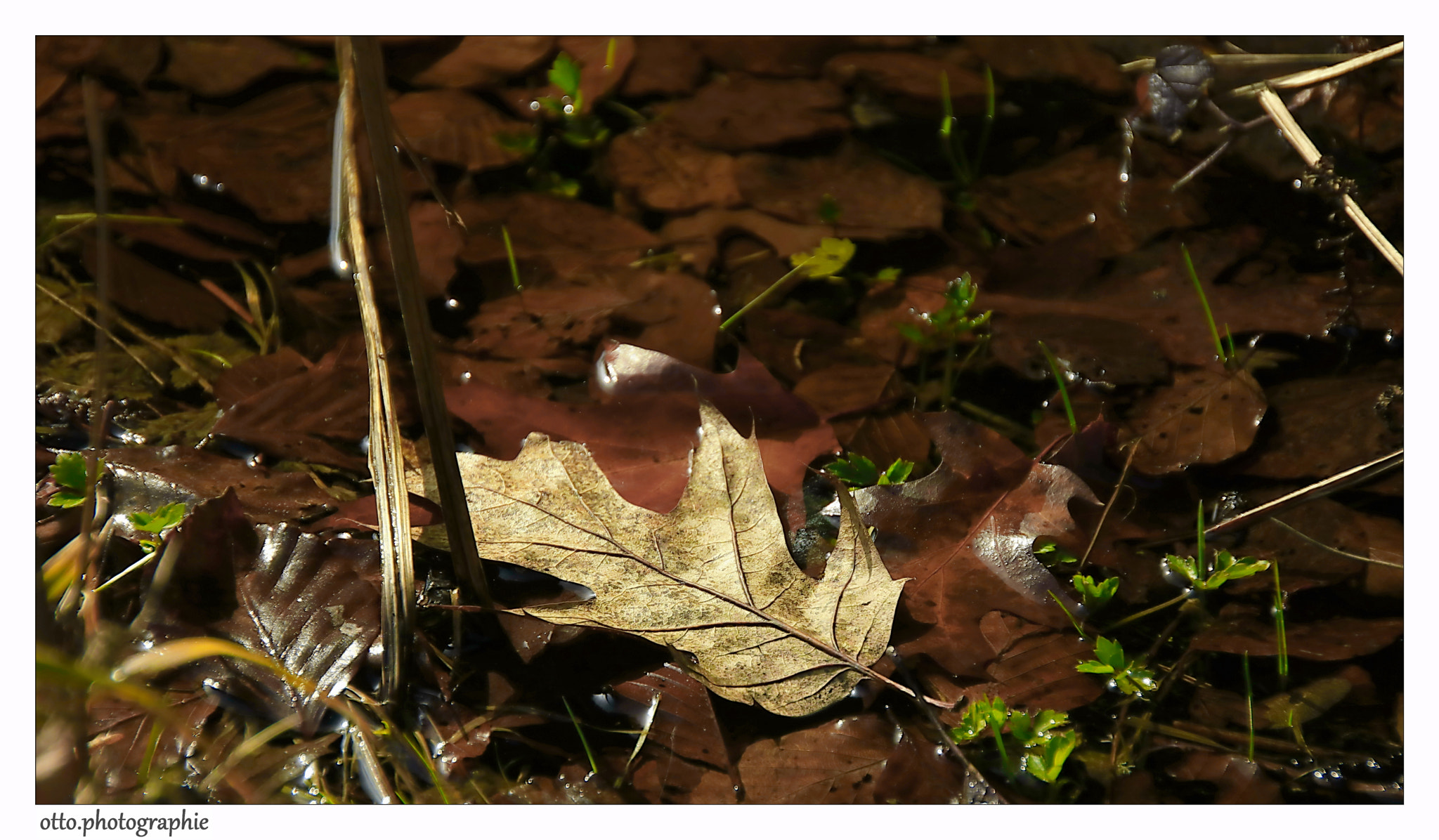 Canon EOS 750D (EOS Rebel T6i / EOS Kiss X8i) + Sigma 18-250mm F3.5-6.3 DC OS HSM sample photo. Spring in the forest photography