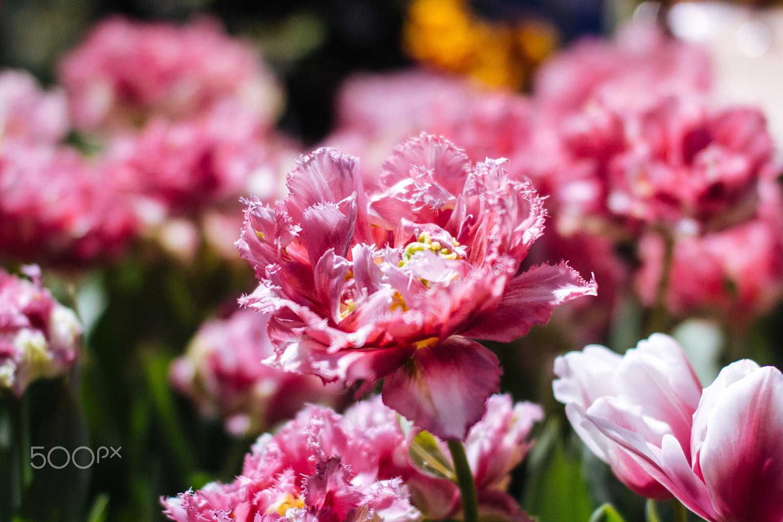 Sigma 50mm F1.4 EX DG HSM sample photo. Early bloom photography