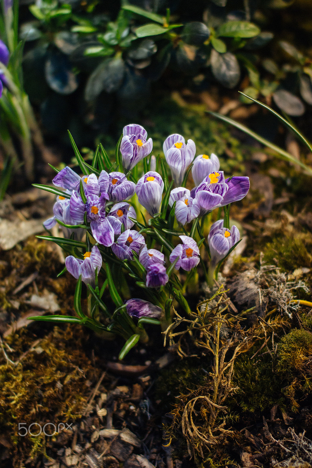 Sigma 50mm F1.4 EX DG HSM sample photo. Early bloom photography