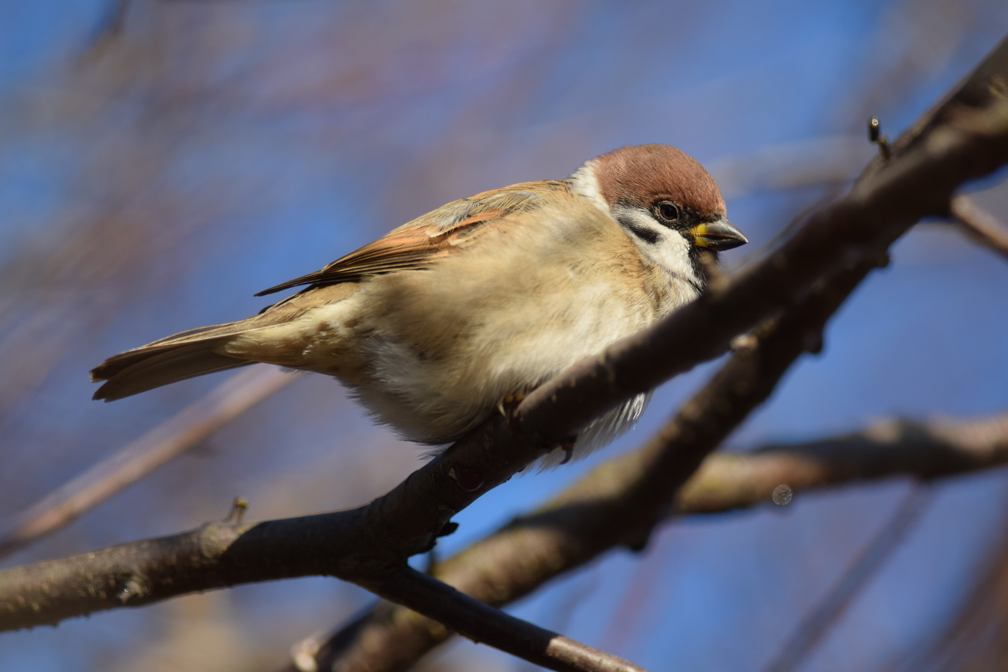 Nikon D5300 + Nikon AF-S Nikkor 300mm F4D ED-IF sample photo. Tree sparrow. photography