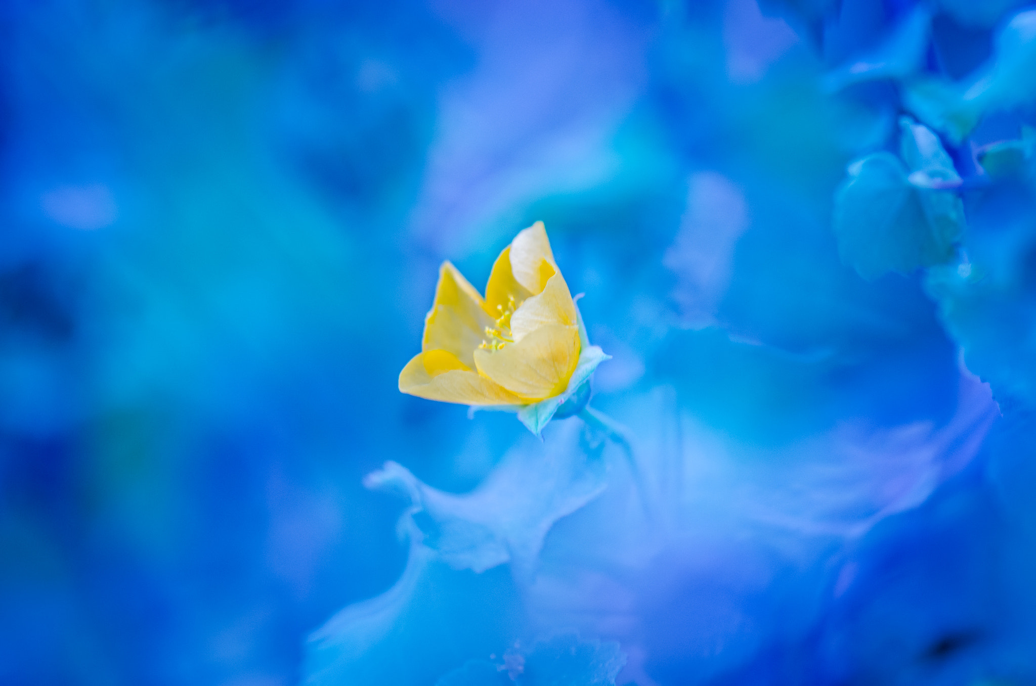 Nikon AF-S Micro-Nikkor 105mm F2.8G IF-ED VR sample photo. The yellow flower photography